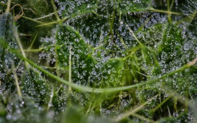 舒緩保濕霜：讓你的肌膚喝飽水的秘密武器