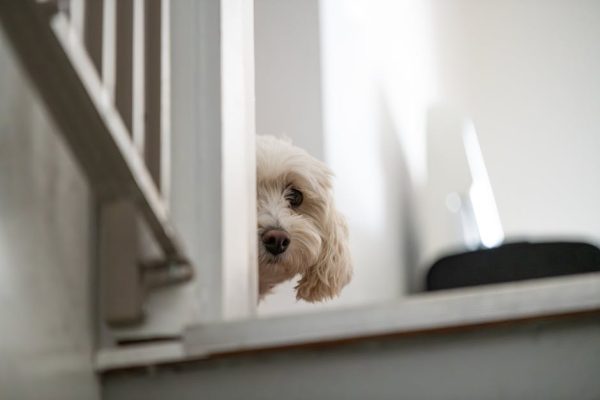 動物急症的應對指南：拯救生命的關鍵時刻
