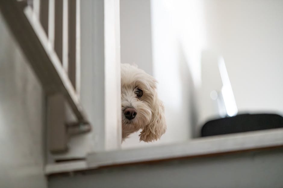 動物急症的應對指南：拯救生命的關鍵時刻